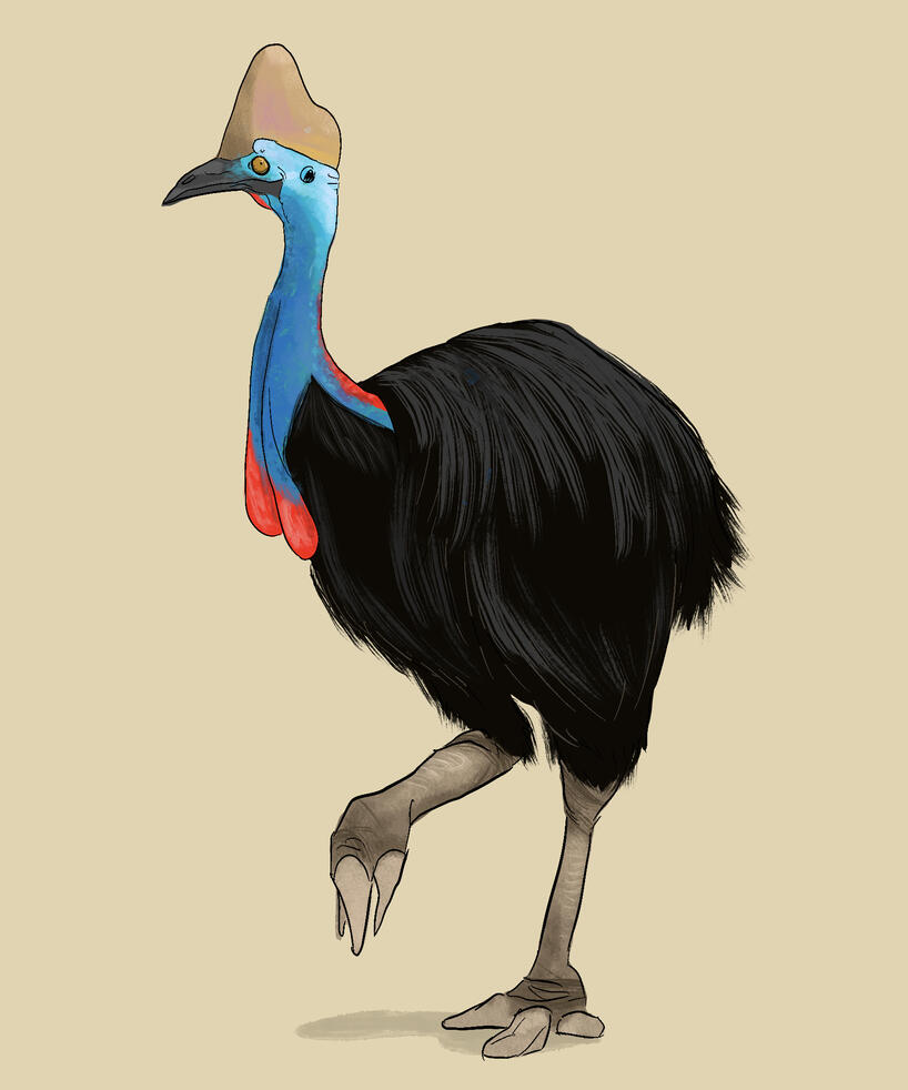Double-Wattled Cassowary