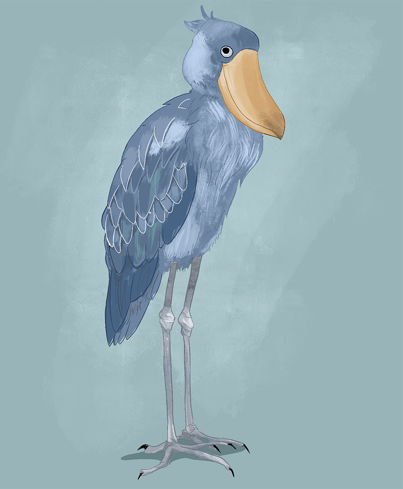 Shoebill Stork